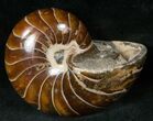 Cretaceous Nautilus Fossil - Madagascar #15030-1